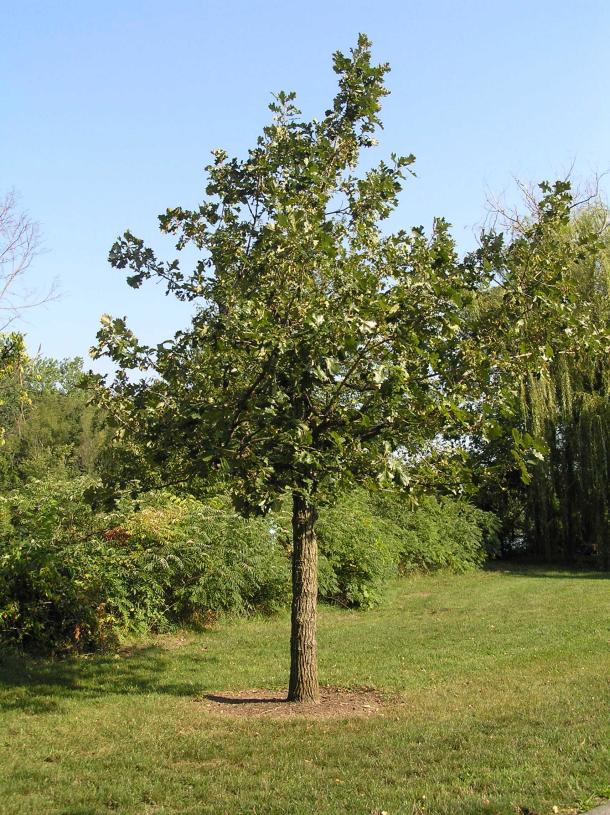 Tree habitat