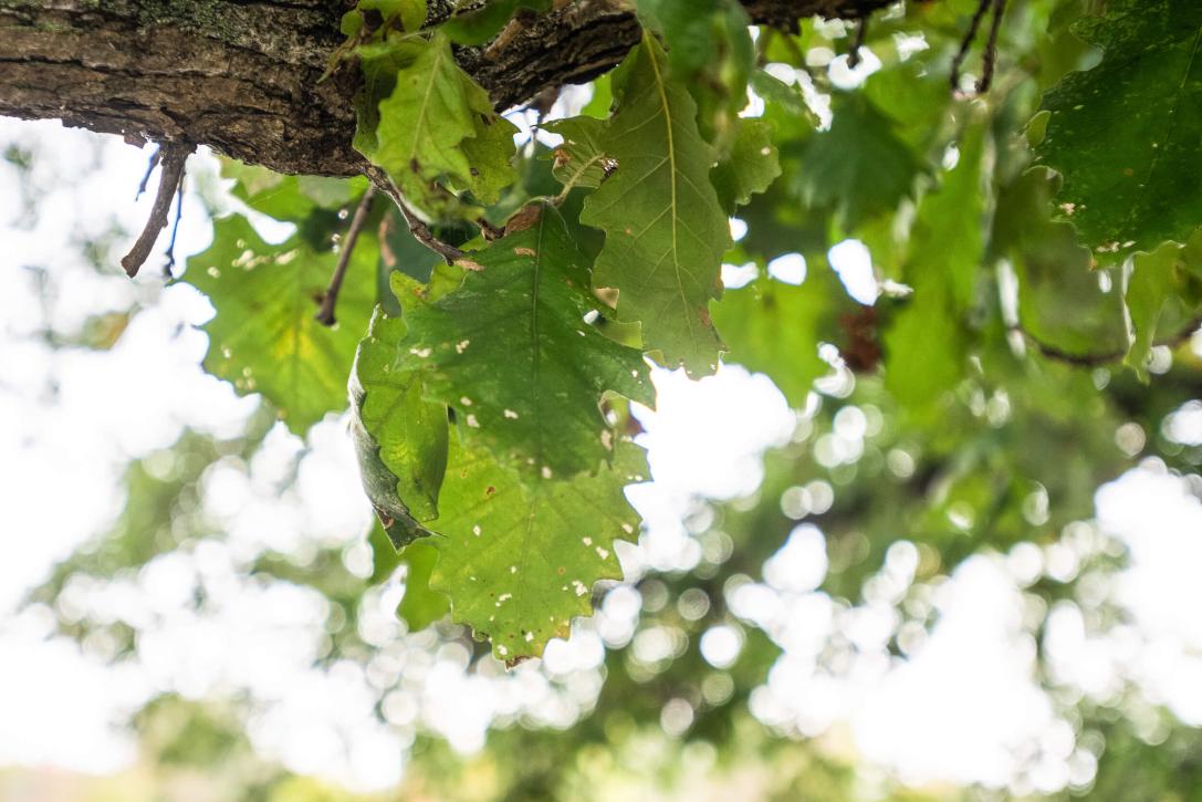 Tree leaves