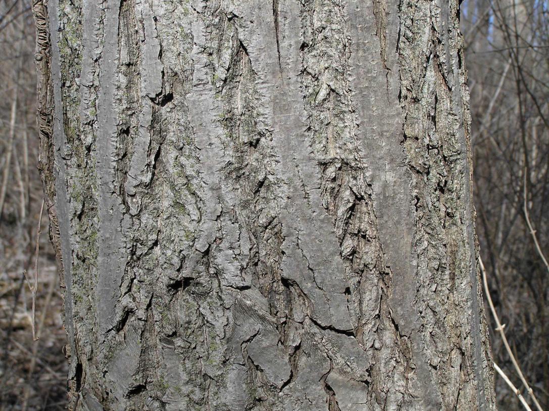 Tree bark