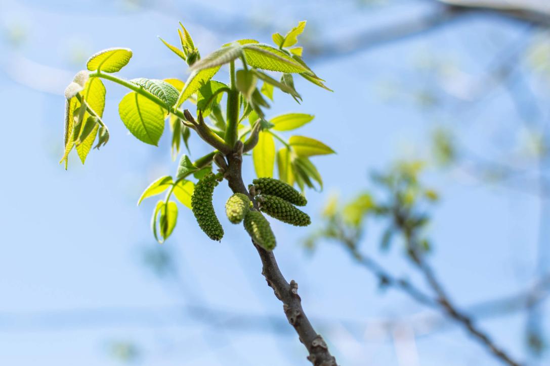 Tree bud