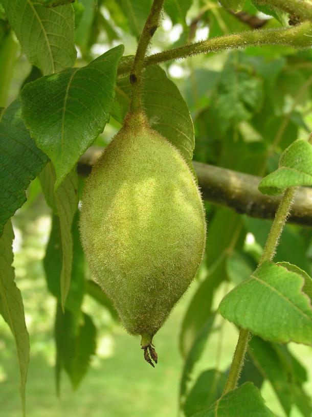 Tree fruit