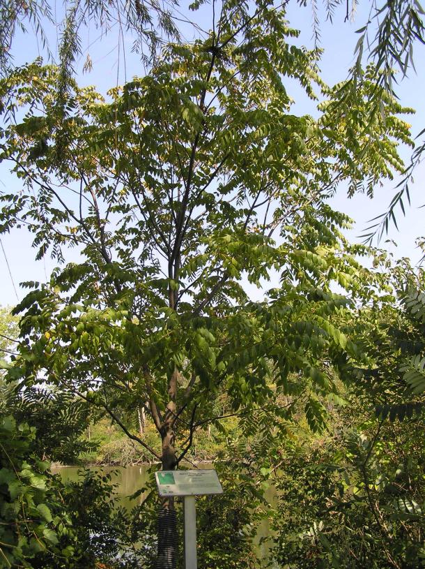Tree habitat