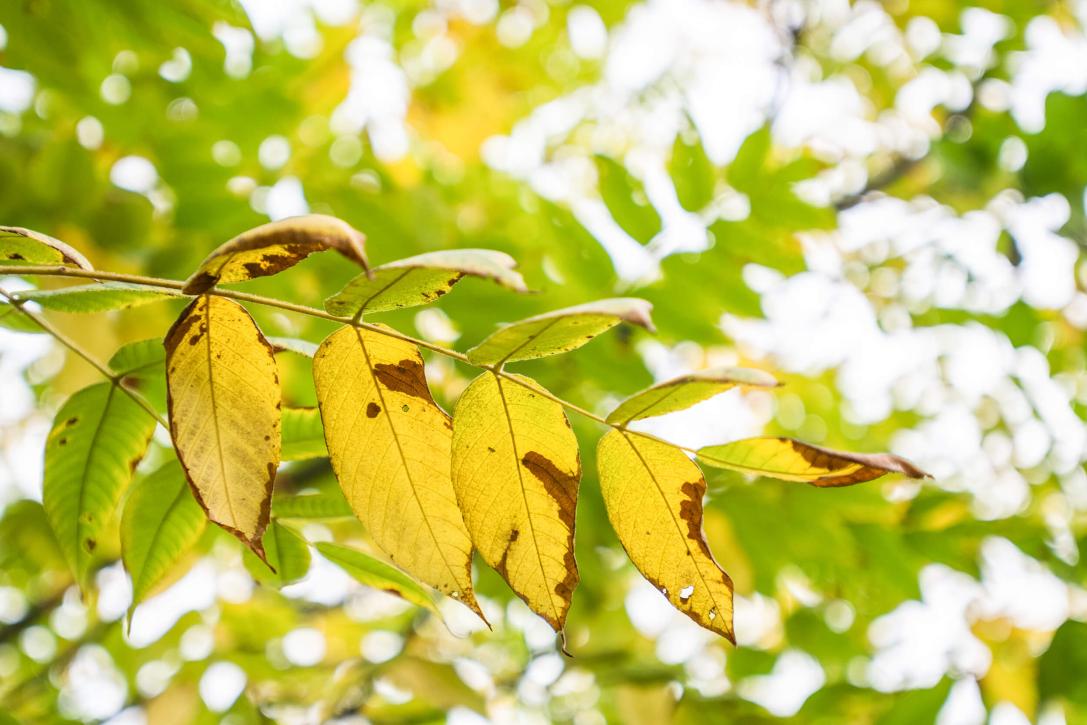 Tree leaves in fall