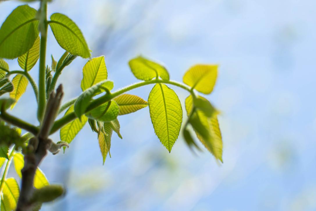 Tree leaves in spring