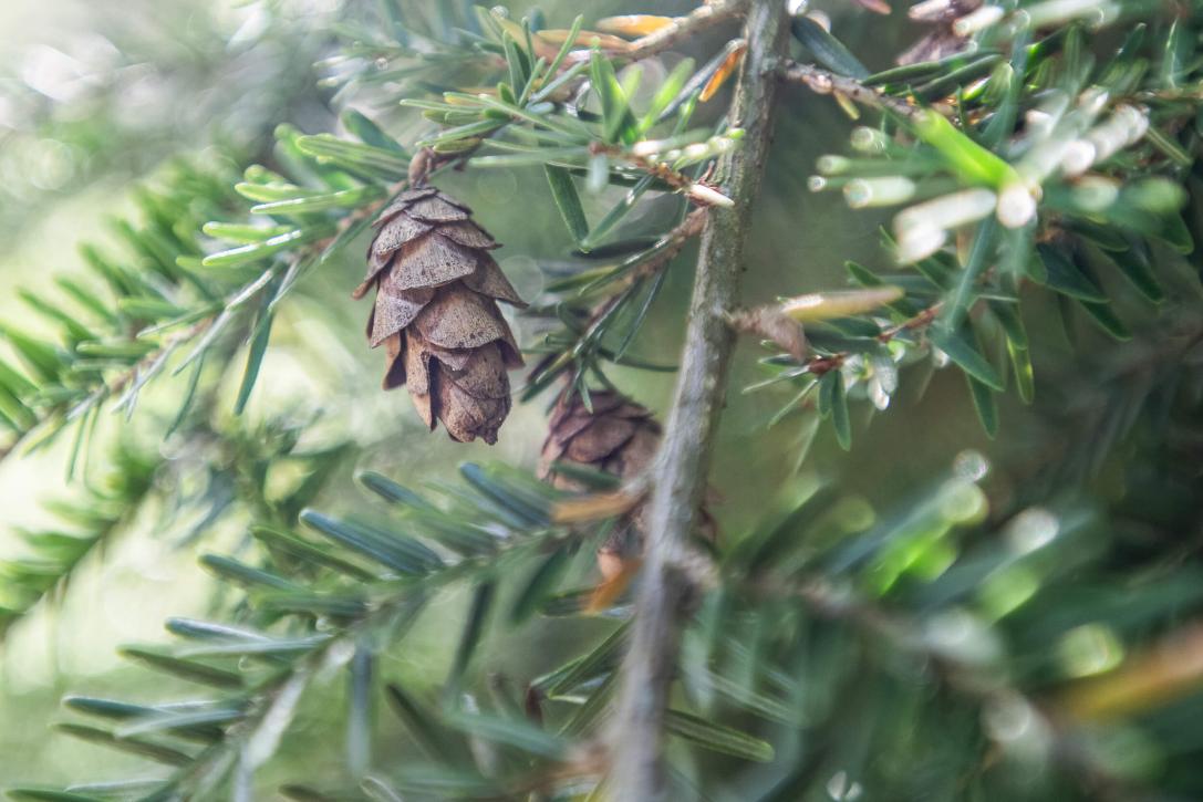 Tree fruit