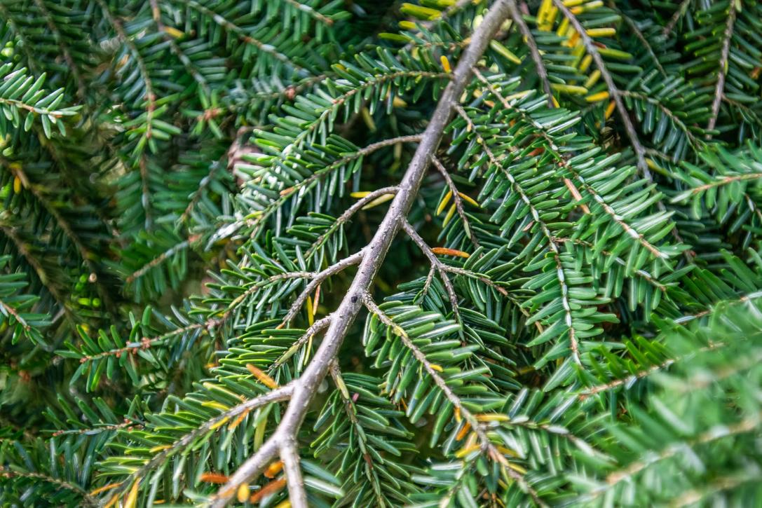 Tree leaves