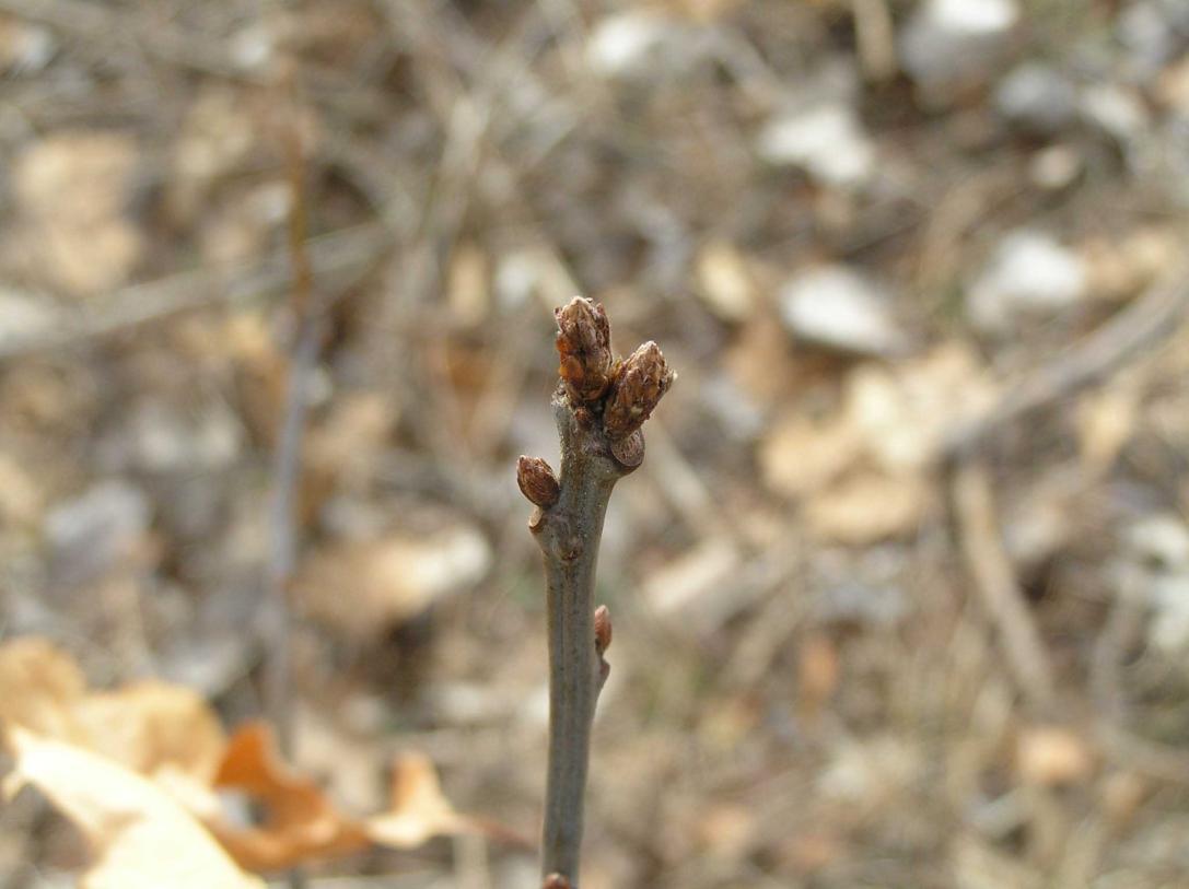 Tree bud