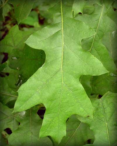 Tree leaves