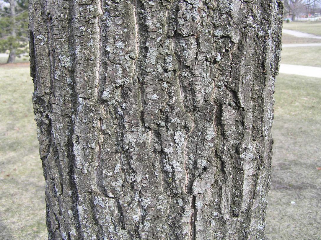 Tree bark