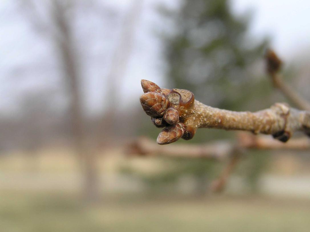 Tree bud