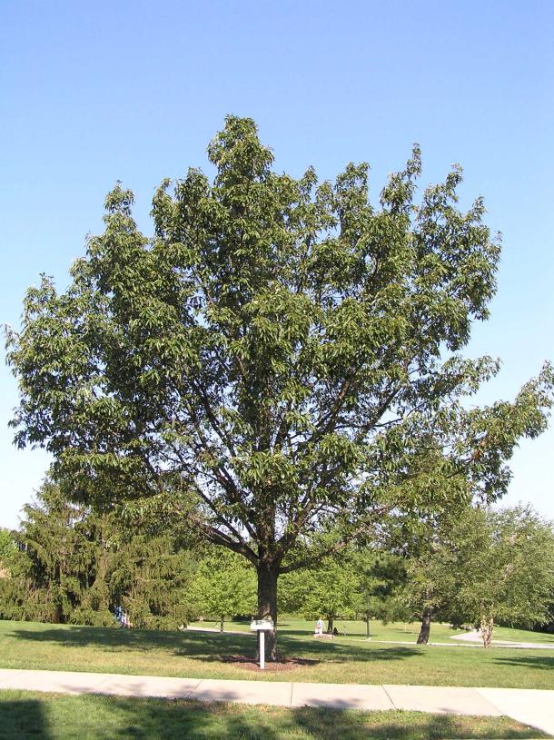Tree habit