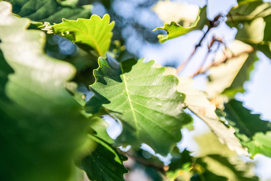 Tree leaves