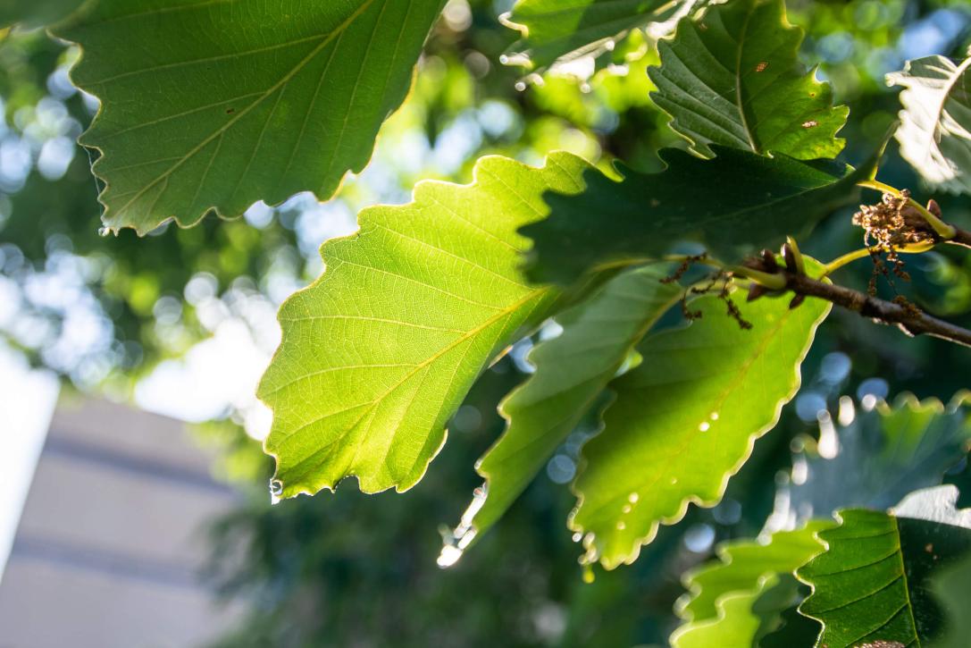 Tree leaves