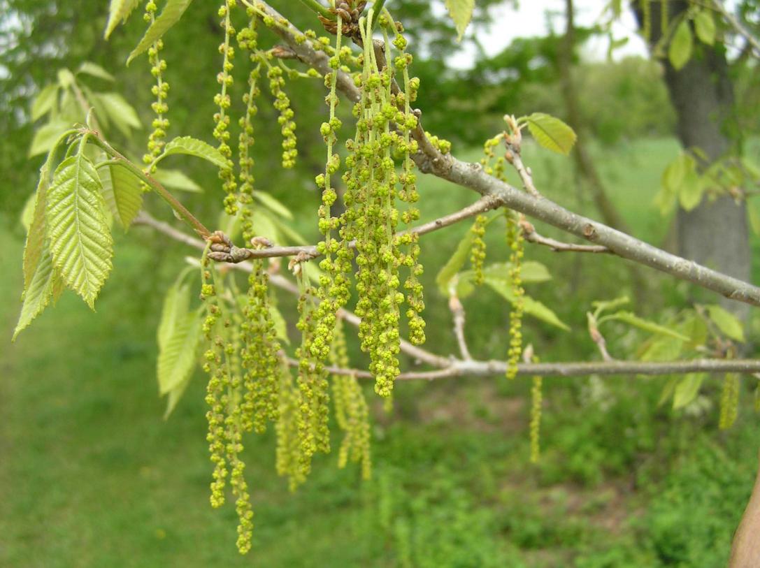 Tree flower