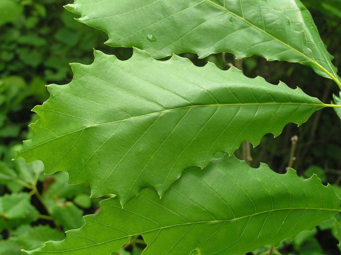 Tree leaves