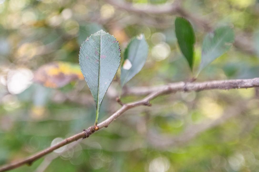 Tree branch