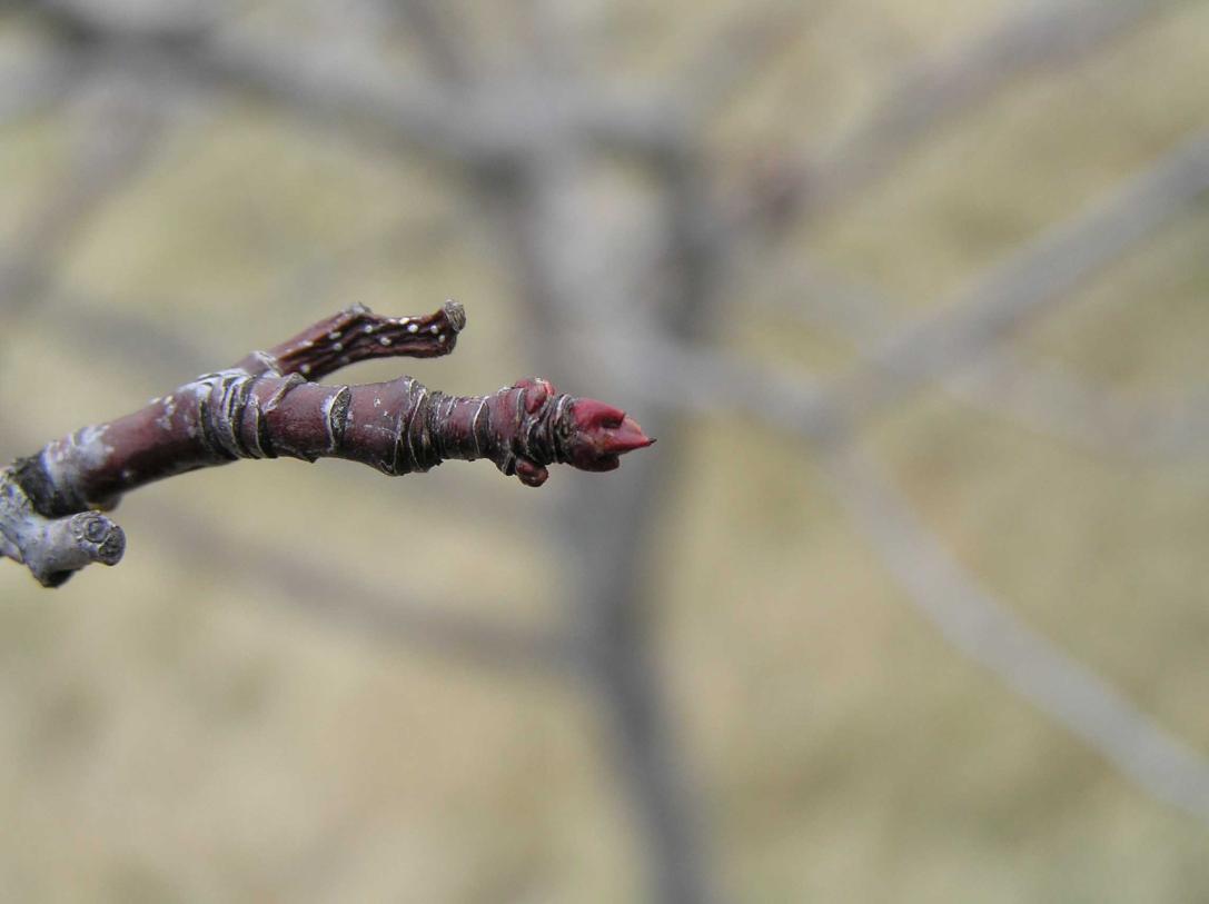 Tree bud