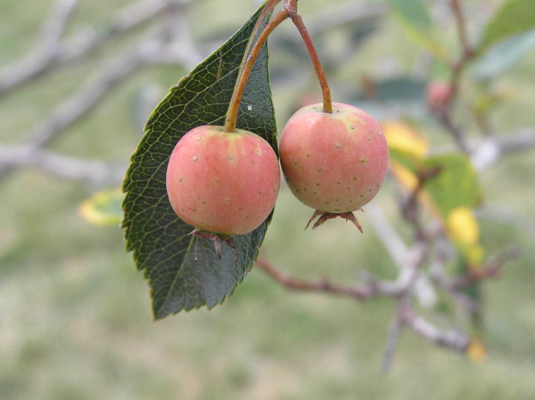 Tree fruit