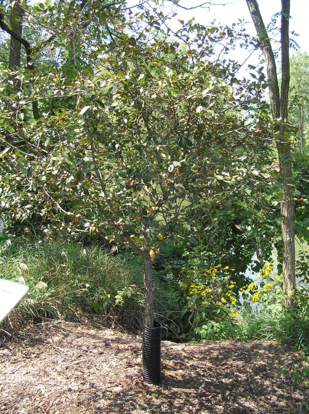 Tree habit