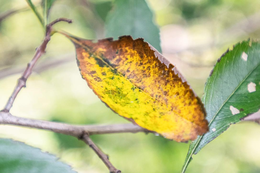 Tree leaves