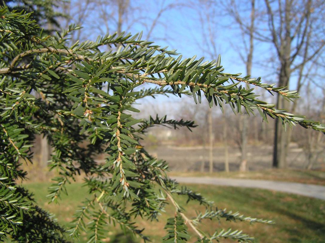 Tree branch
