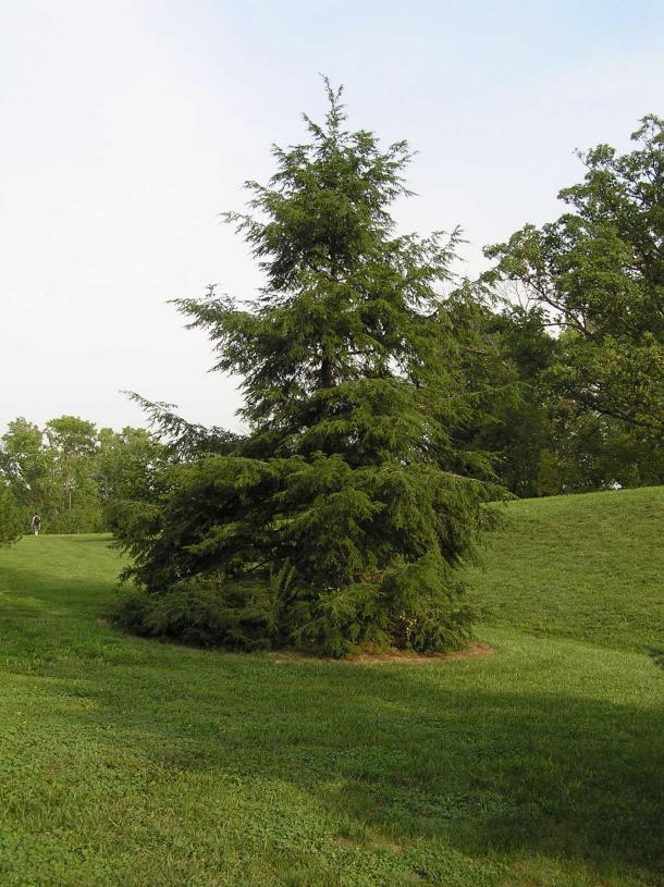 Tree habit