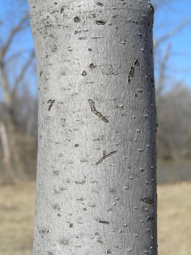 Tree bark