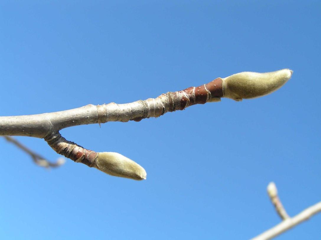 Tree bud