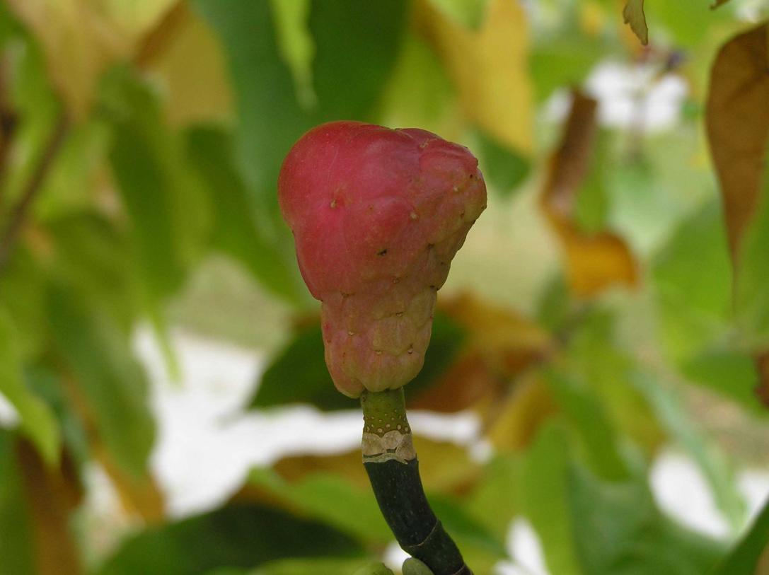 Tree fruit