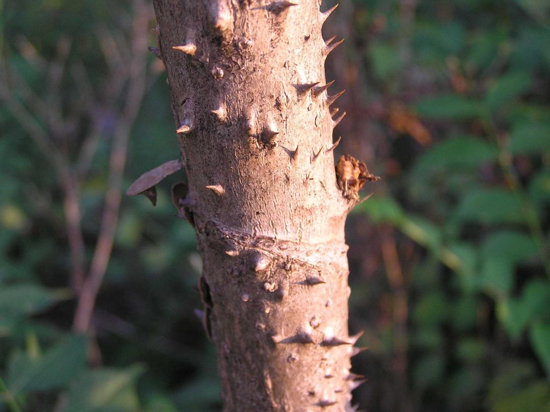 Tree branch