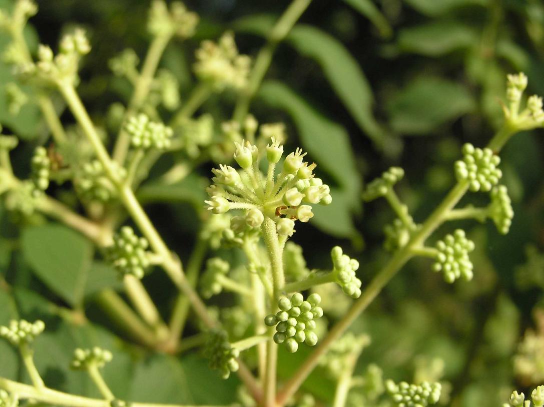 Tree flowers