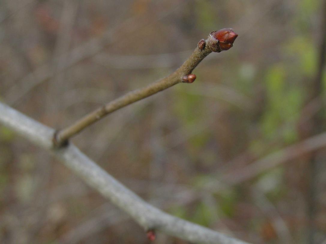 Tree branch