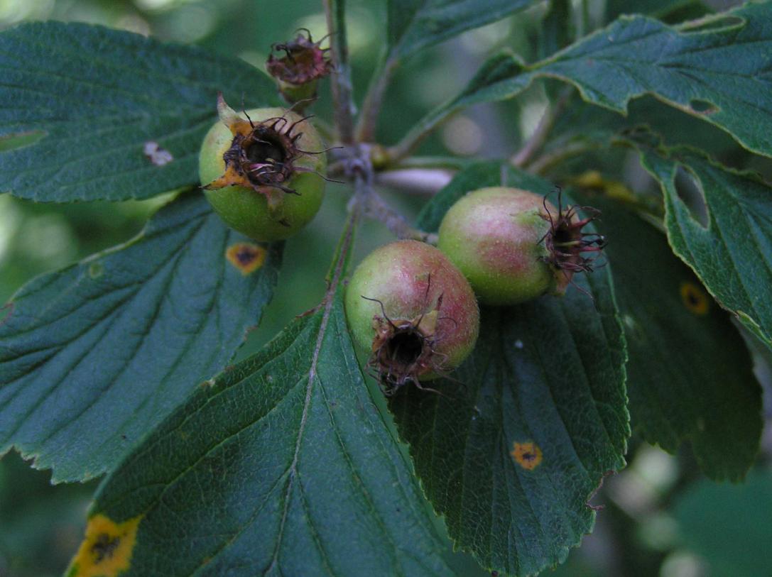 Tree fruit