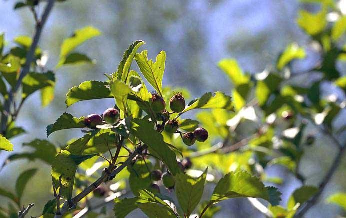 Tree leaves