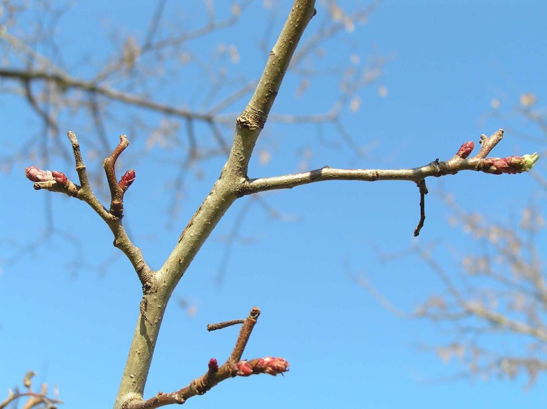 Tree branch