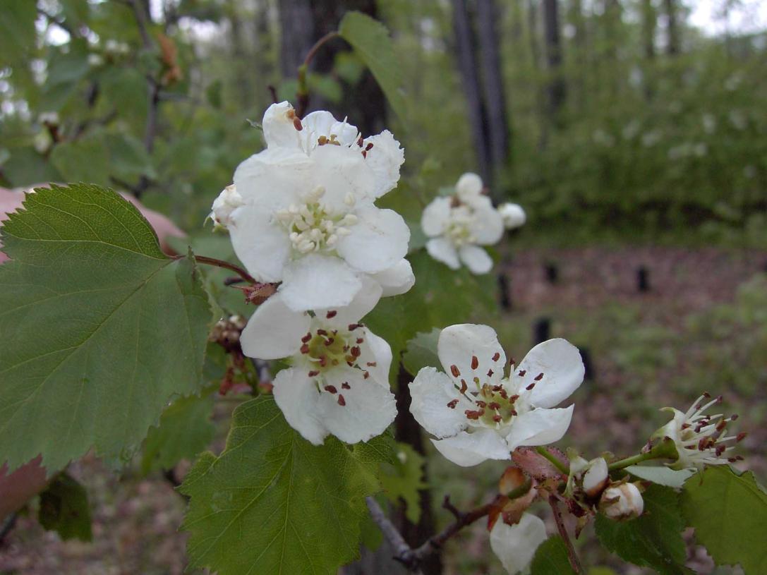 Tree flower