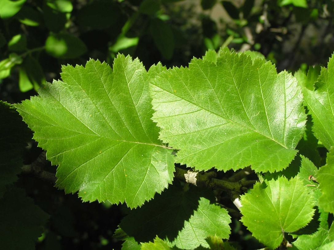Tree leaves