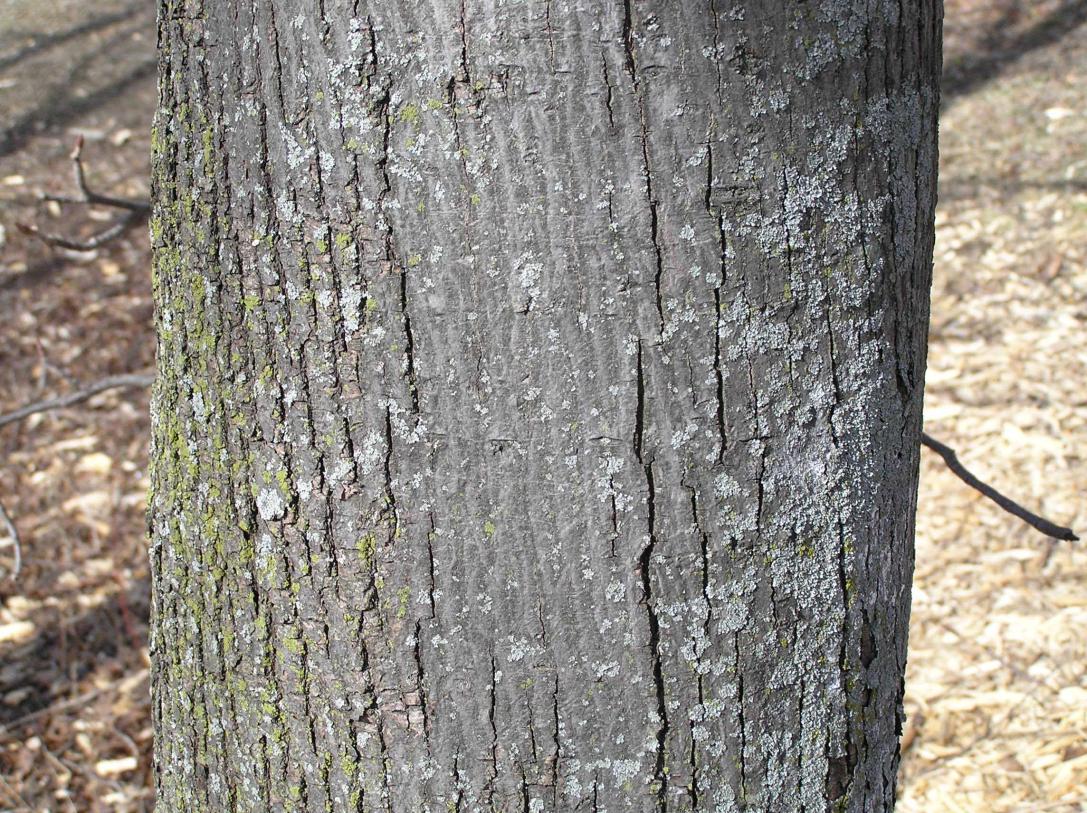Tree bark