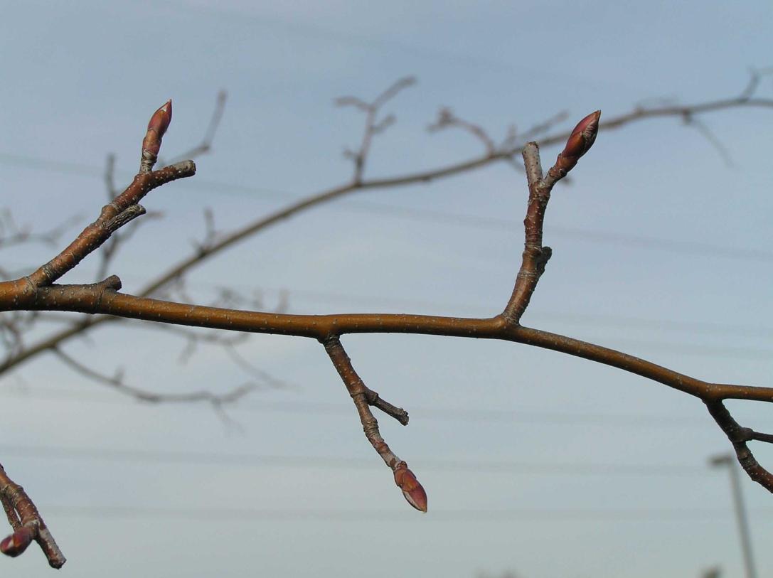 Tree branch