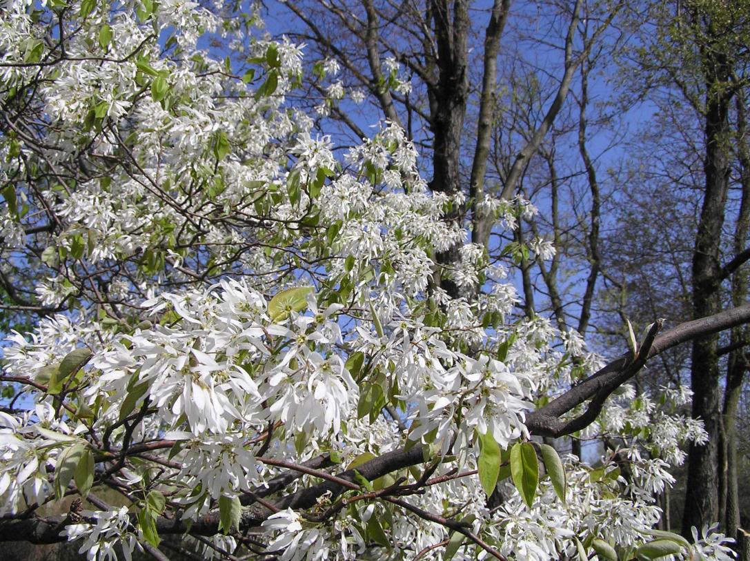Tree flower