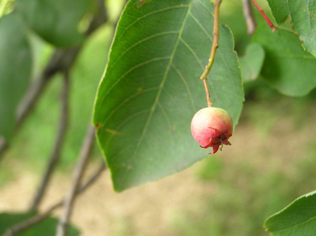 Tree fruit