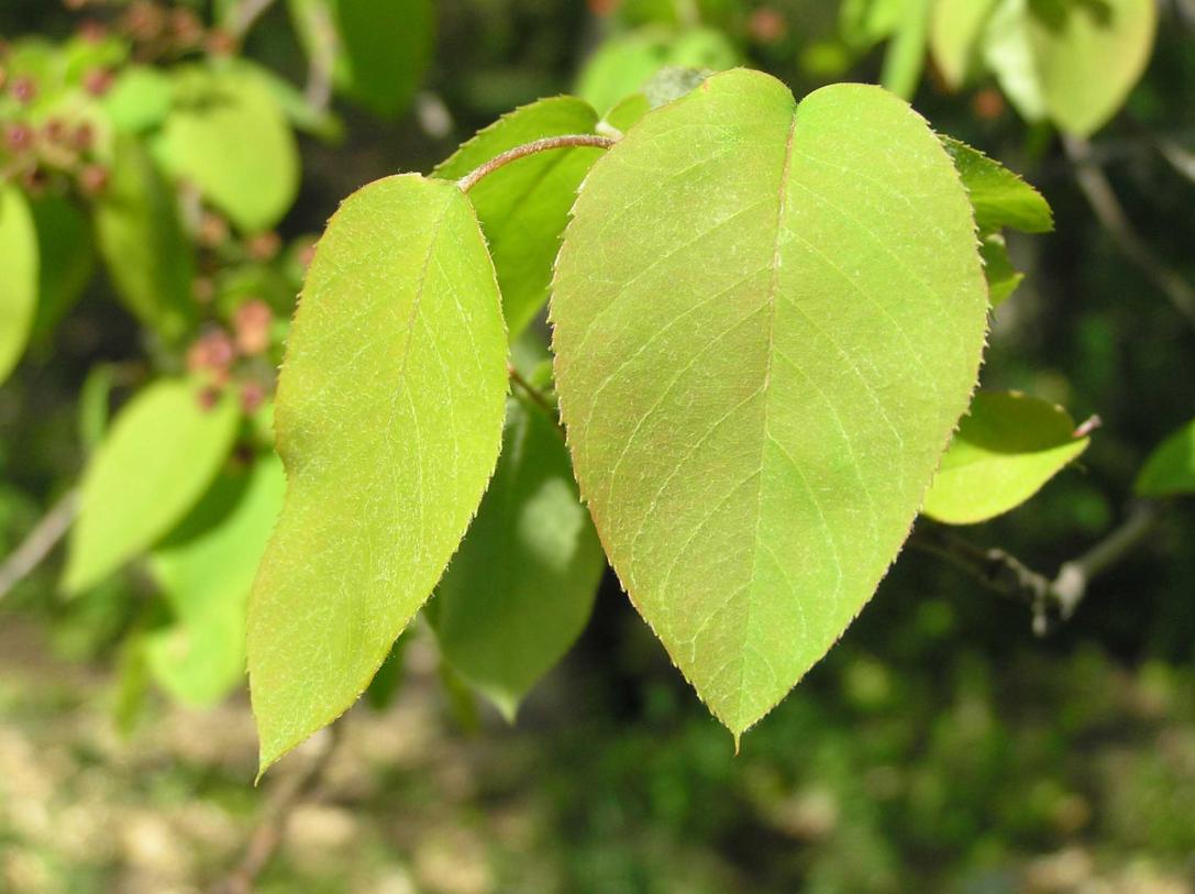 Tree leaves