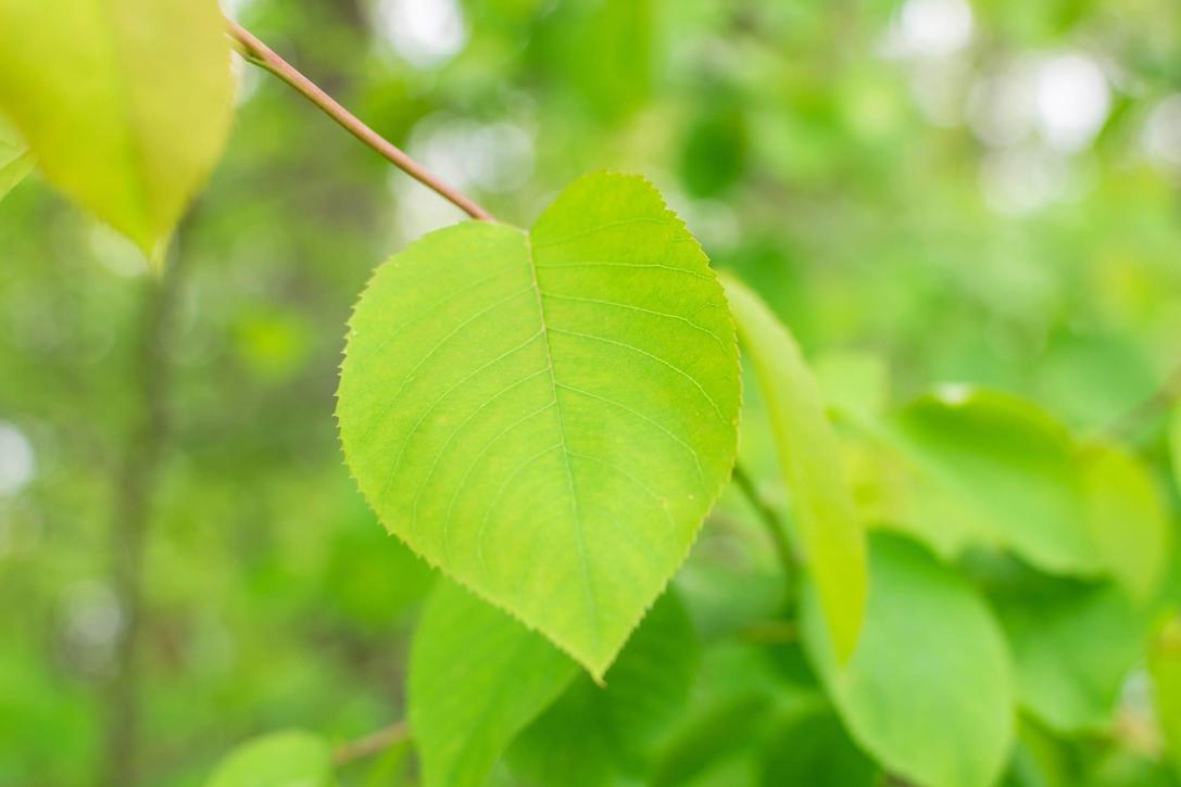 Tree spring