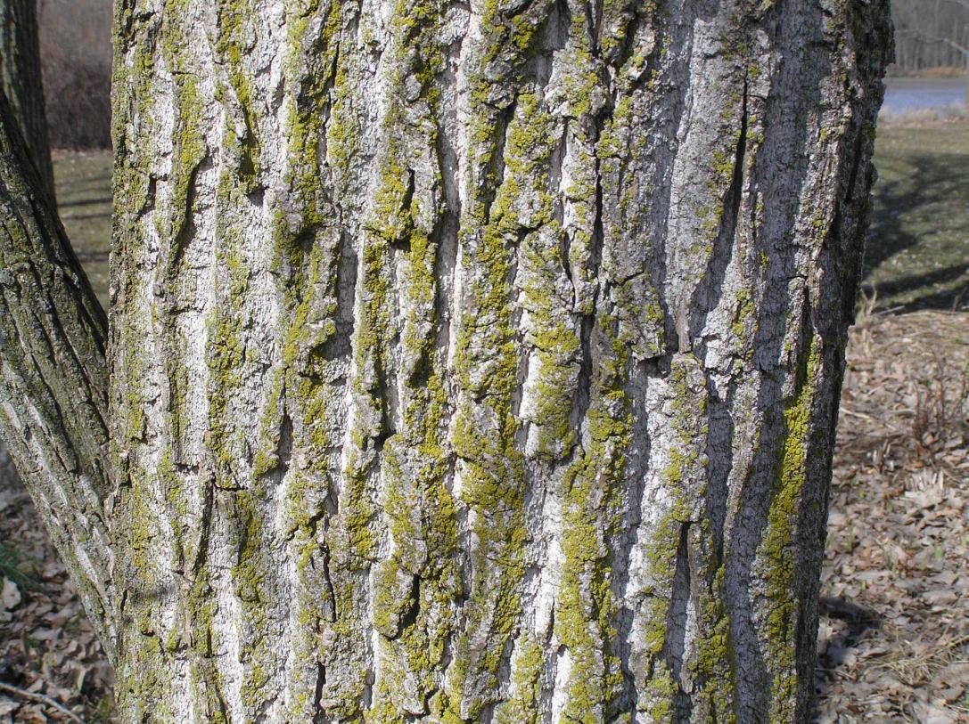 Tree bark