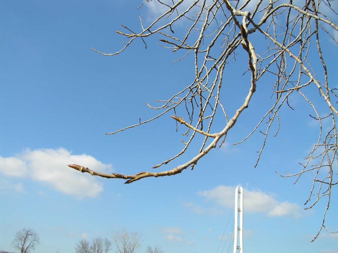 Tree branch