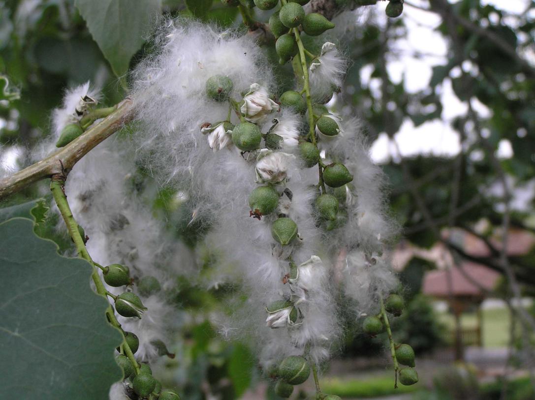Cottonwood fruit