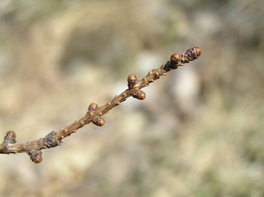Tree bud