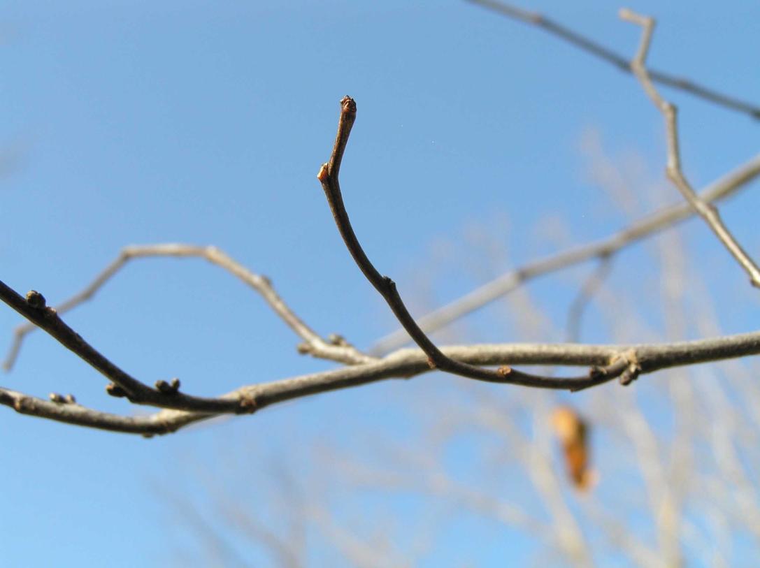 Tree branch