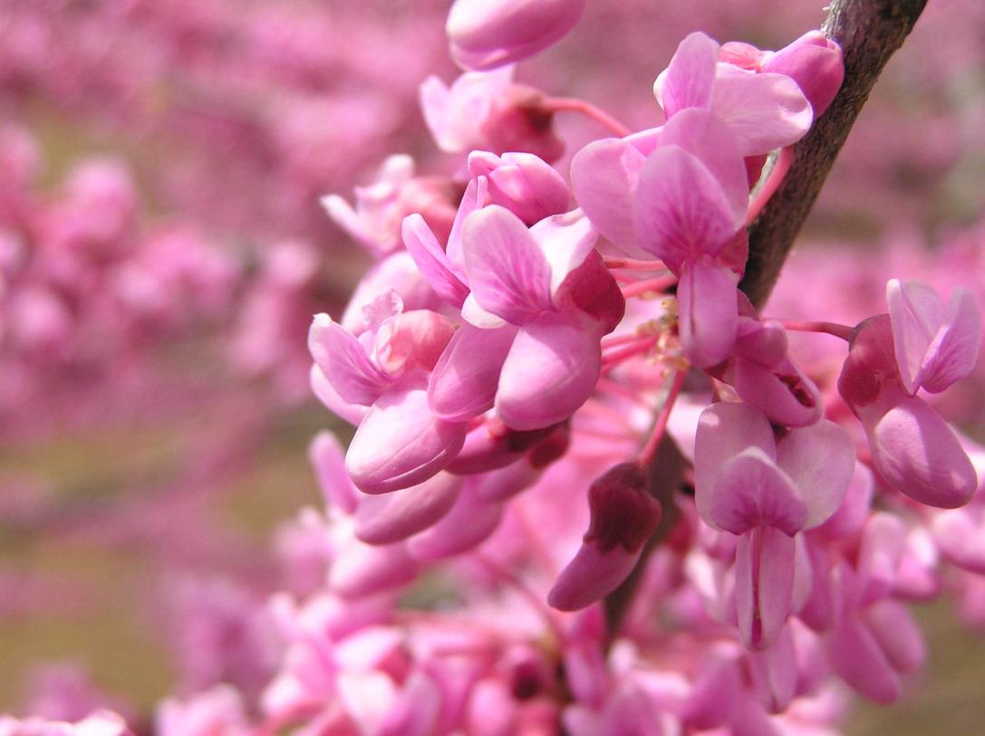 Tree flower