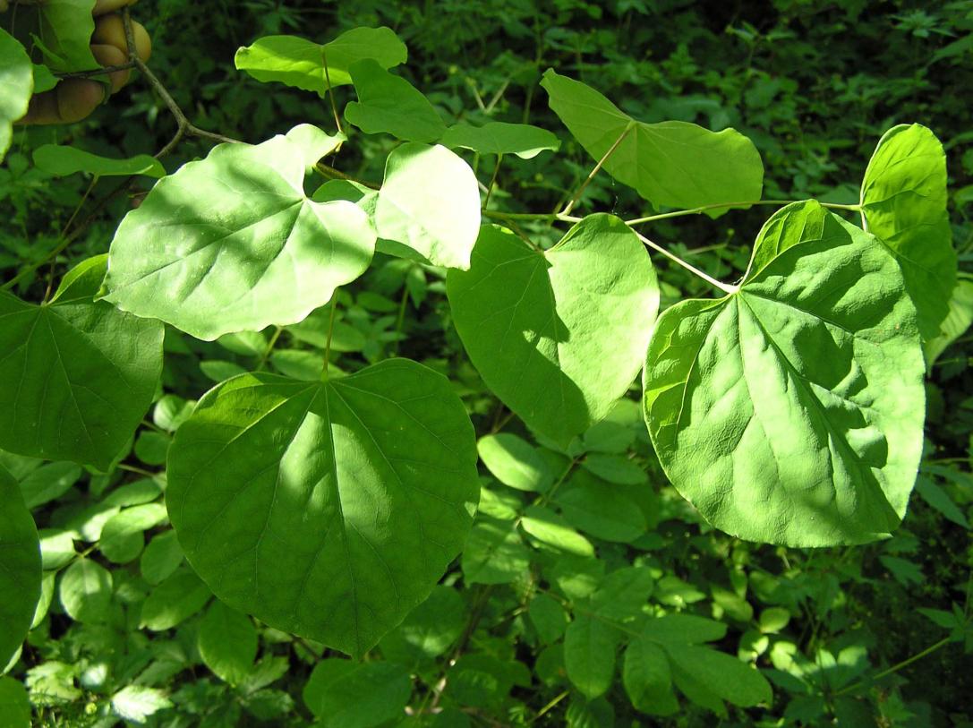 Tree leaves
